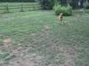 Berk and his ball2