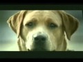 Merceds Werbung Hund