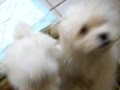 Maltés video