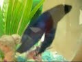 Guizmo the Betta Fish Guizmo the Betta Fish