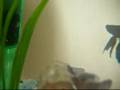 Guizmo the Betta Fish