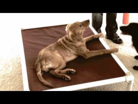 FinetunedCanines - http://www.Fine-tunedCanines.com Lexi Hayden's FINE-TUNED CANINES Southwest Florida (Naples, Florida and Fort Myers, Florida areas) professional dog training...