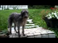 Norh the Lurcher