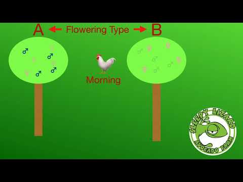 video-linktoworks-Get More Fruit From Your Avocado Tree by Helping...