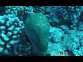 MAUI MORAY EELS
