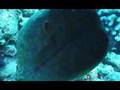 MAUI MORAY EELS
