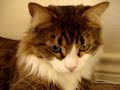 Cat with Heterochromatic Eyes