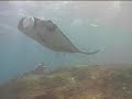 Manta Rays in Bali, Indonesia