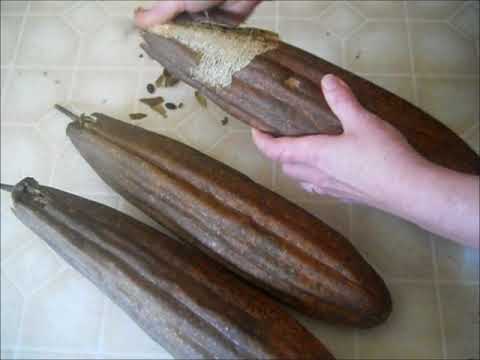 how to harvest gourd seeds