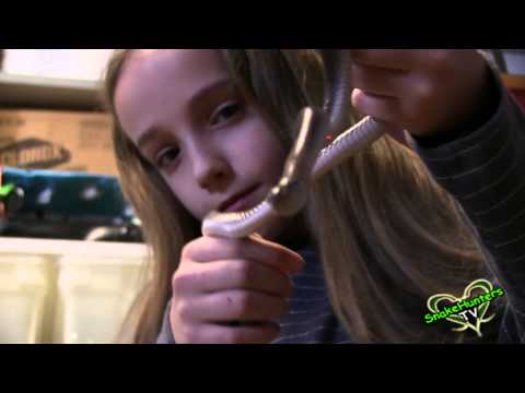 YouTube reptile video