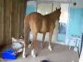 big silly horse in my house