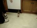 videos de 110 lb Lab vs 1 lb Kitten