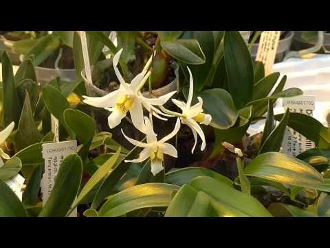 Orchideen Arten: Dendrobium acutilingue