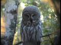 videos de Lappuggla, (Strix nebulosa) Rotebro 2008-09-29