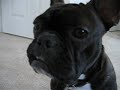 Guilty French Bulldog