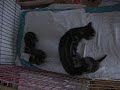 British Shorthair Black Silver Tabby Blotched British Shorthair Black Silver Tabby Blotched