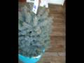 videos de Christmas Tree.avi