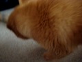 Ferret with the papar roll Ferret with the papar roll