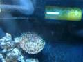 nano tank 21 AUG  2008
