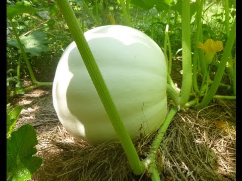 how to harvest pumpkin meat