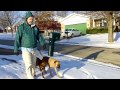 Dog Training: Packlimated Packwalking