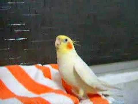 Watch 'Ninfa cantando'