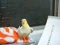 Watch 'Ninfa cantando'