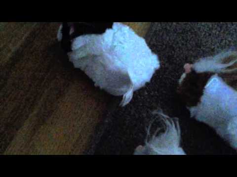 how to turn off a zhu zhu pet