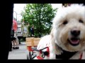 Dog Eye View Fundraising 2012.wmv