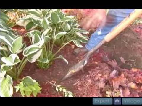 how to transplant hostas