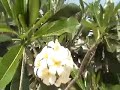 Sheraton Hotel Hua Hin Hoa Hin Thailand Sheraton Hotel Hua Hin Hoa Hin Thailand