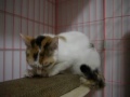 Click here to watch this video ねじママとマタタビ.MOV