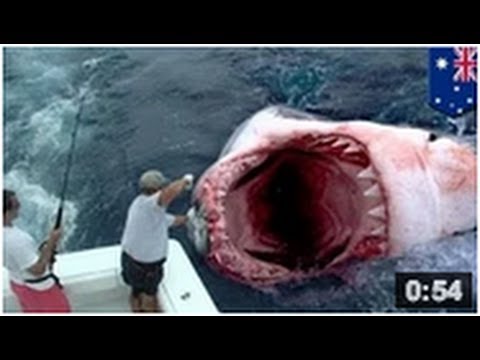 Un géant requin blanc a été mangé par un monstre des mers aussi connu comme le megalodon﻿