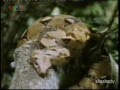 the gioi dong vat hoang gia ĐỘNG VẬT SĂN MỒI - LO&Agrave;I RẮN - YouTube