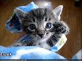 Very Funny Cats Part 8