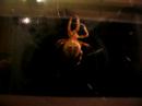 Cross spider, more web building Cross spider, more web building