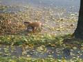 videos de Foxes playing in Saugus MA.