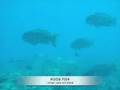 台風,サーフィン,沖縄,Typhoon Diving/Surfing Okinawa Outer Islands...