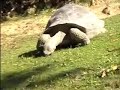 Giant Tortoise Hard Core Sex Action ROFL