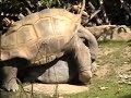 Giant Tortoise Hard Core Sex Action ROFL