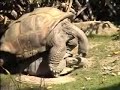 Giant Tortoise Hard Core Sex Action ROFL