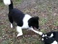 Playtime at RedRoverDogz