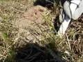 GA dirtfishin Episode 8 - Metal Detecting Baby's Day Out