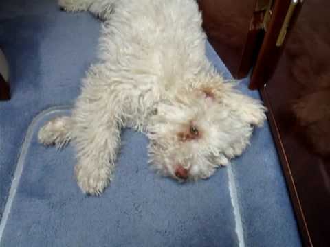 Lagotto Romagnolo Dog (Funny)