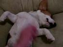 Astor, un beagle dormilon