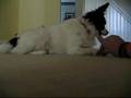 FunnyDogShow intro