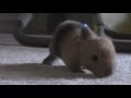 Incredible Cuteness Overload