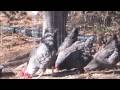 Chickens & Goats