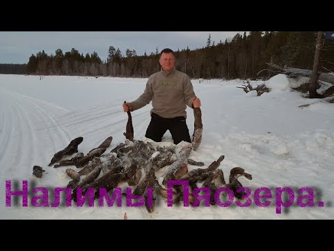 все о ловле налима в карелии все о ловле налима в карелии
