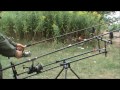     Crazy Carp Runs!
